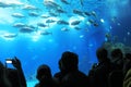 Tourists in an amazing Oceanario in Lisbon, Portugal Royalty Free Stock Photo